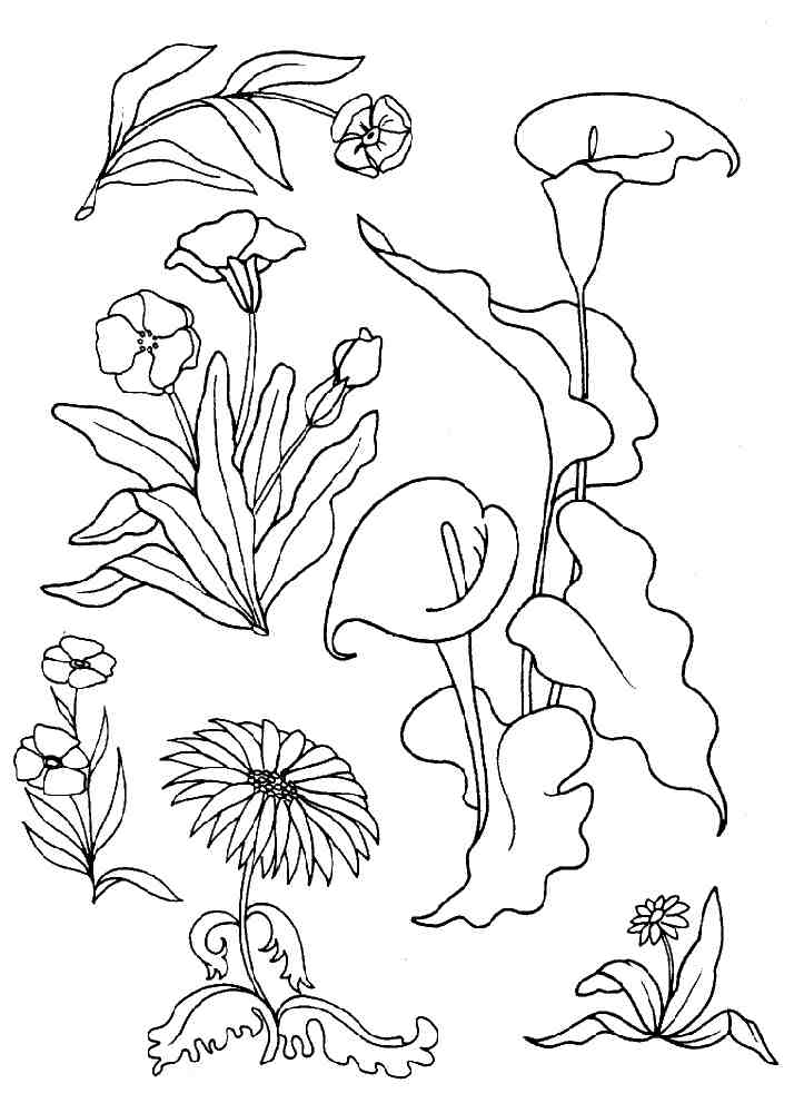 coloriage belles fleurs